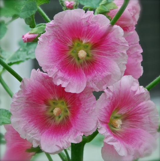 Screen Shot 2017-05-10 at 2.55.53 PM.png