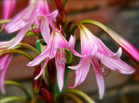 Screen Shot 2017-05-10 at 2.59.29 PM.png