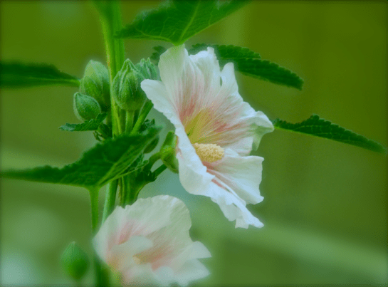 Screen Shot 2017-05-11 at 9.37.11 PM.png