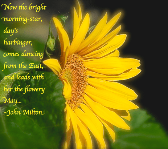 Screen Shot 2017-05-18 at 11.04.55 PM.png