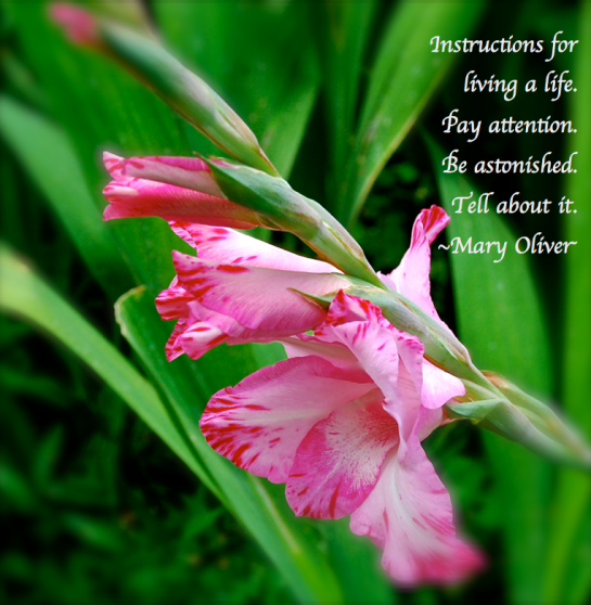 Screen Shot 2017-05-18 at 11.07.52 PM.png