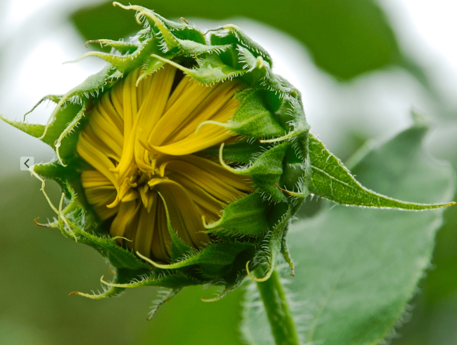 Screen Shot 2017-05-18 at 12.06.38 AM.png