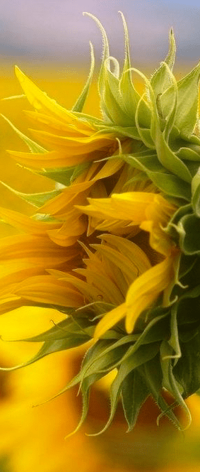 Screen Shot 2017-05-18 at 12.07.53 AM.png