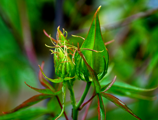 Screen Shot 2017-05-24 at 9.34.23 PM.png