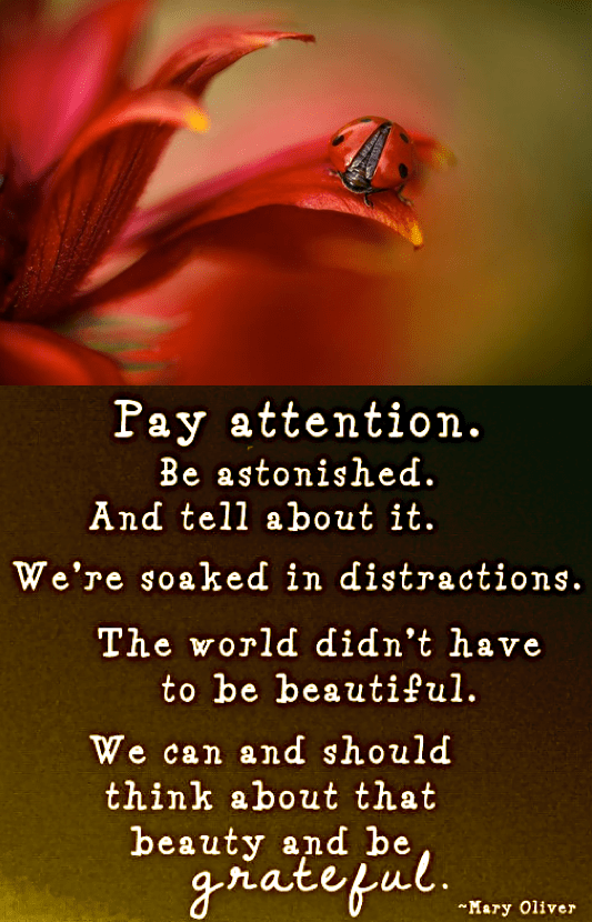 Screen Shot 2017-05-26 at 8.43.43 AM.png