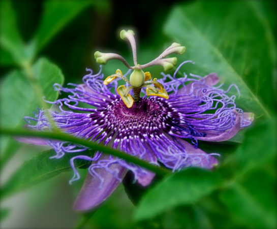 Screen Shot 2017-05-31 at 9.26.02 PM.png