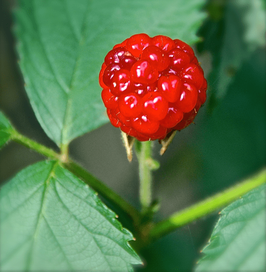 Screen Shot 2017-05-31 at 9.50.58 PM.png