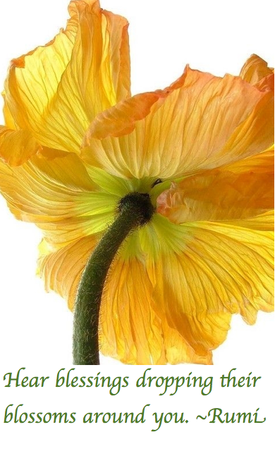 Screen Shot 2017-06-05 at 9.13.22 PM.png