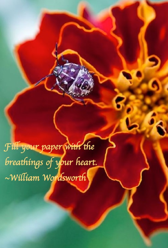 Screen Shot 2017-06-05 at 9.46.13 PM.png