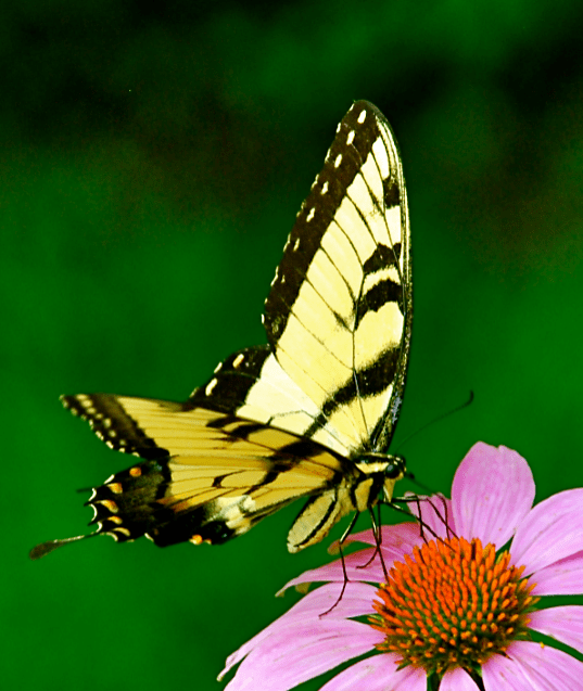 Screen Shot 2017-06-21 at 10.33.45 PM.png