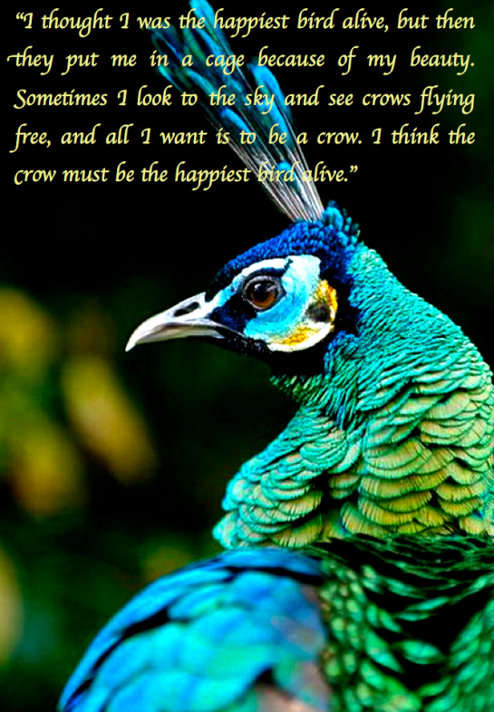 Screen Shot 2017-06-27 at 4.29.06 PM.png