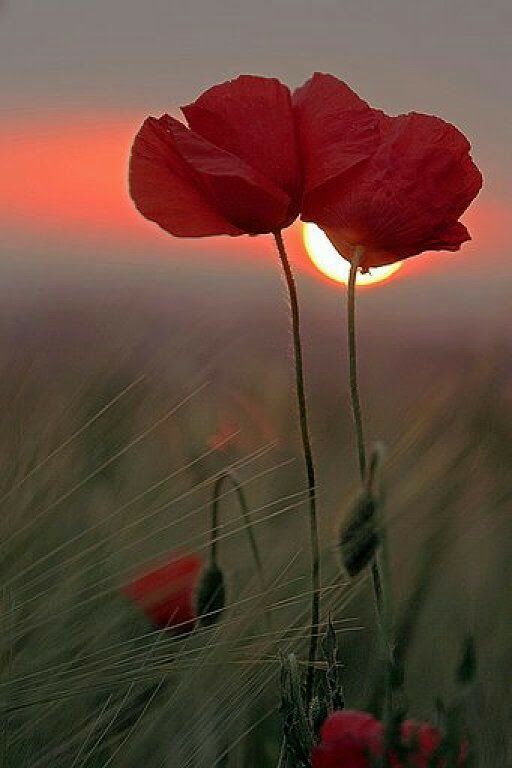 20374460_1302238193218366_3509574534775661487_n