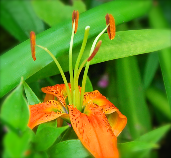 Screen Shot 2017-07-01 at 9.58.14 PM.png