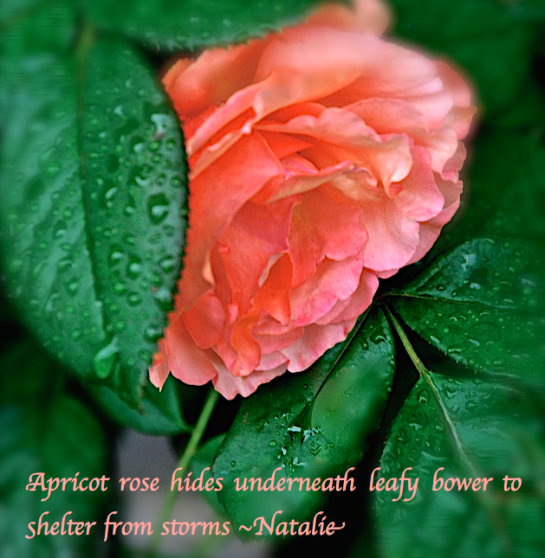 Screen Shot 2017-07-05 at 11.25.57 PM.png