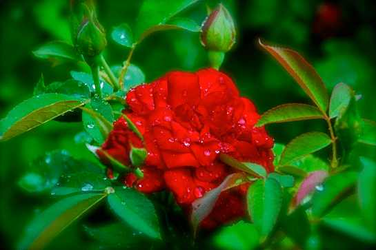 Screen Shot 2017-07-05 at 8.36.31 PM.png