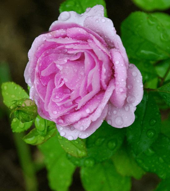 Screen Shot 2017-07-05 at 8.40.38 PM.png