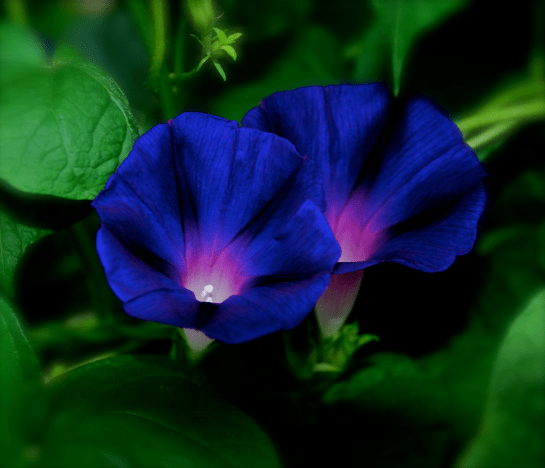 Screen Shot 2017-07-12 at 10.53.13 PM.png