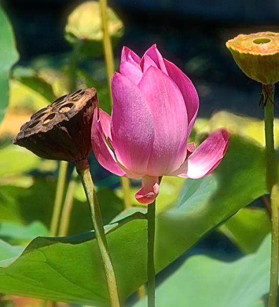 Screen Shot 2017-07-13 at 4.16.57 PM.png