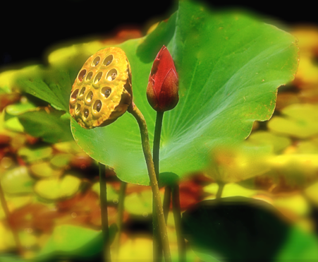 Screen Shot 2017-07-16 at 4.45.38 PM.png