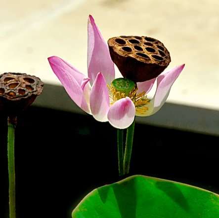 Screen Shot 2017-07-16 at 4.48.10 PM.png