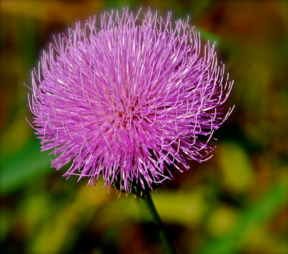 Screen Shot 2017-07-19 at 9.34.03 PM.png