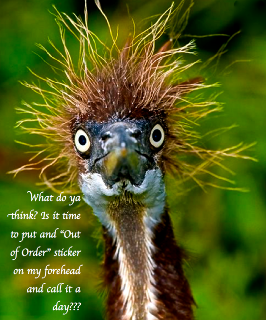 Screen Shot 2017-07-29 at 11.02.10 PM.png