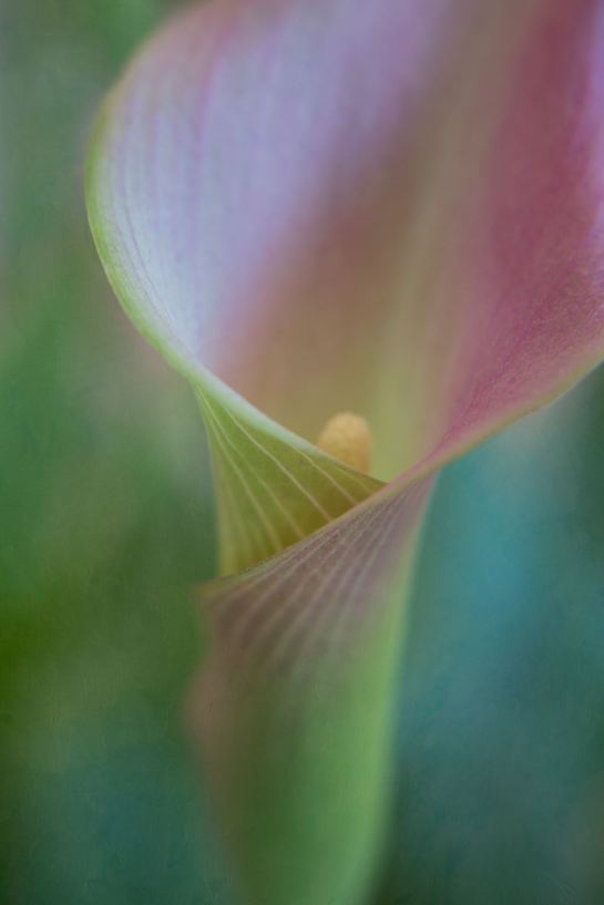 21122474_1534933443216707_3439293672054704092_o