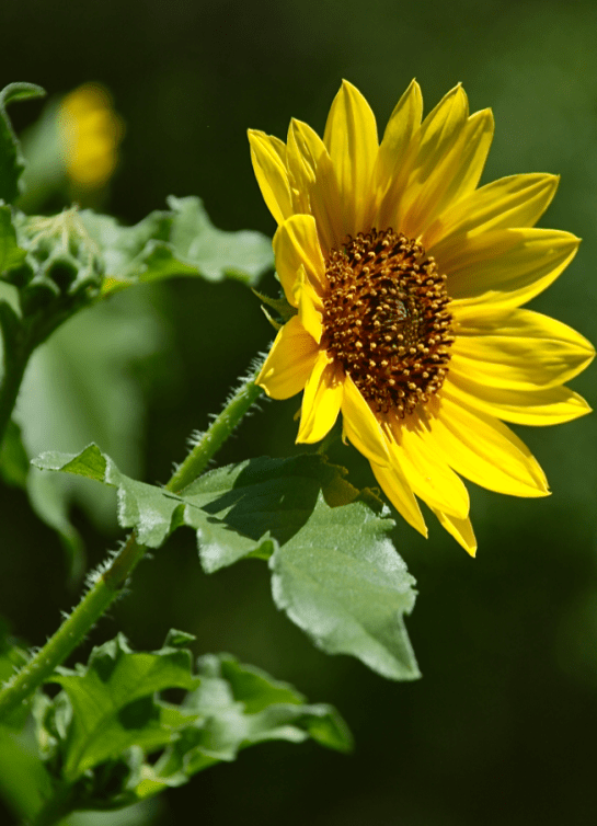 Screen Shot 2017-08-01 at 9.24.55 PM.png