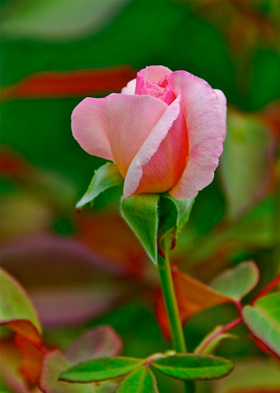 Screen Shot 2017-08-30 at 10.31.14 PM.png