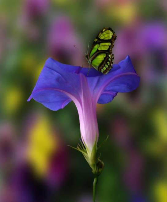 21728163_1547689271941124_8837997148561001484_n