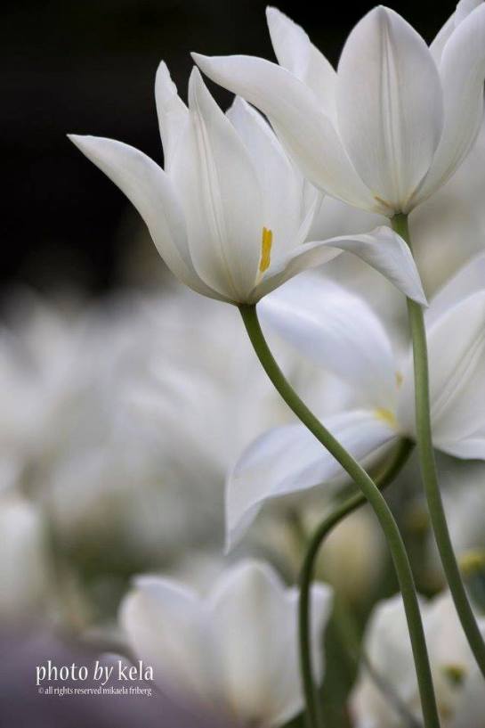 21728732_1817703118244492_425418554010399585_o