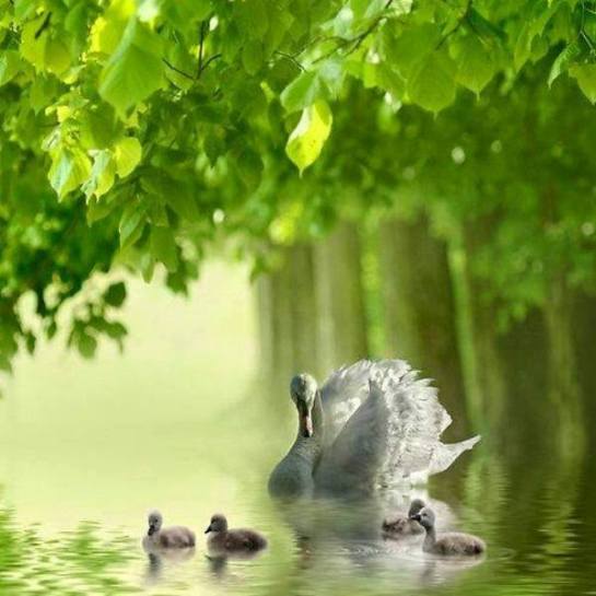 21740269_1532651483461462_5375247809257367438_n