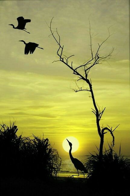 22008073_1357062301069288_4944337441742732406_n