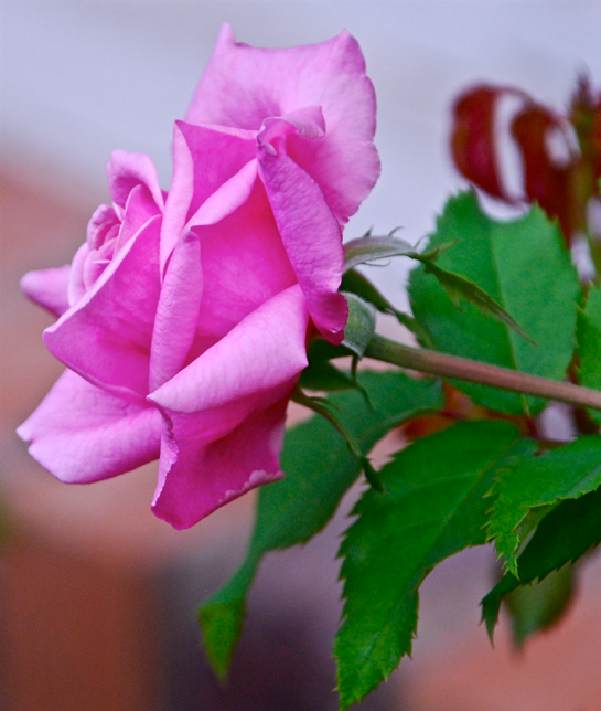 Screen Shot 2017-09-13 at 11.15.30 PM.png