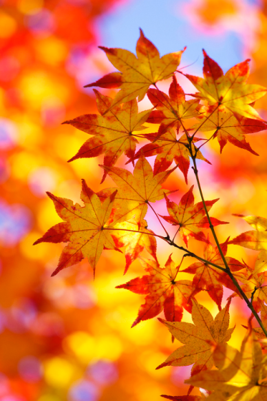 Screen Shot 2017-09-25 at 5.26.12 PM.png