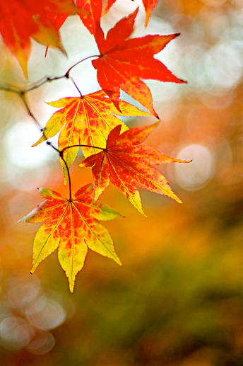 Screen Shot 2017-09-25 at 8.20.21 PM.png