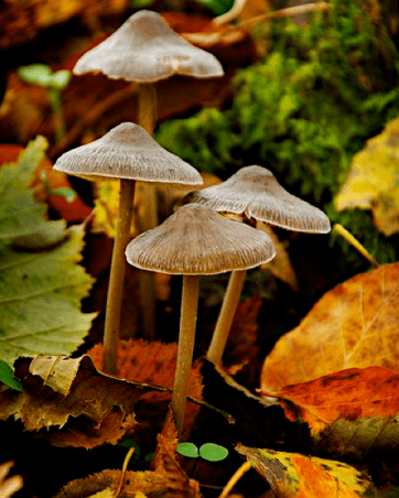 Screen Shot 2017-09-25 at 8.23.11 PM.png