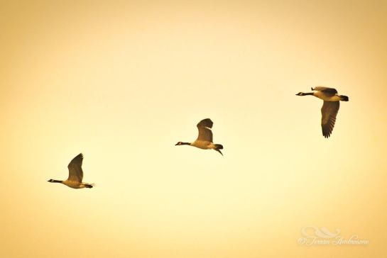 22289923_1607603329275082_4429595887452051158_o