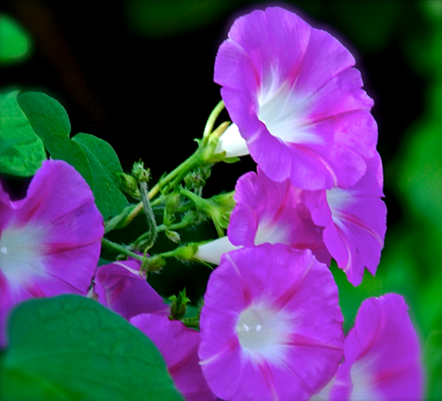 Screen Shot 2017-10-12 at 6.15.23 PM.png