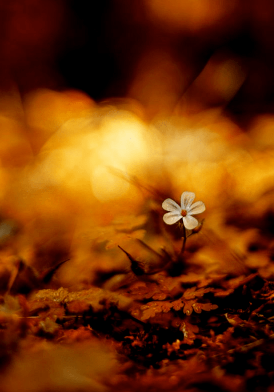 Screen Shot 2017-10-14 at 4.37.19 PM.png