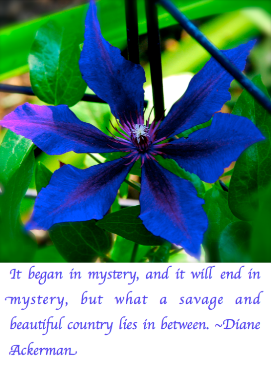 Screen Shot 2017-10-23 at 8.48.11 PM.png