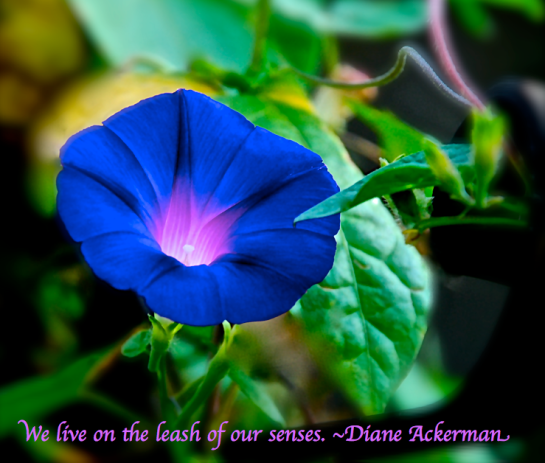 Screen Shot 2017-10-23 at 8.50.04 PM.png