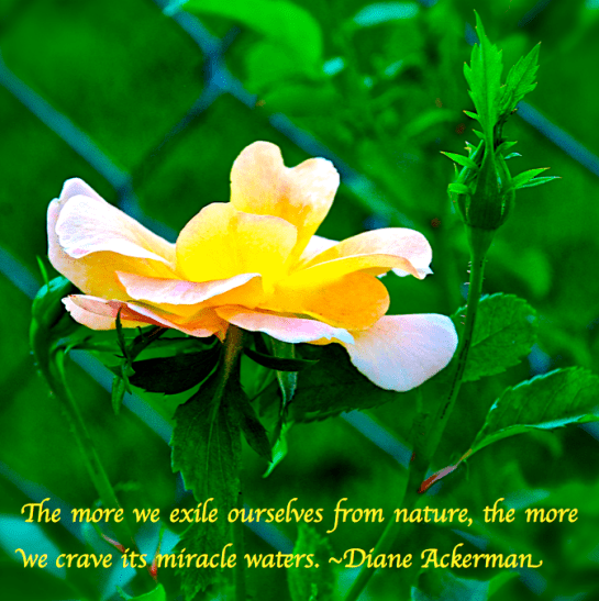 Screen Shot 2017-10-23 at 8.56.51 PM.png