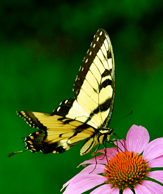 Screen Shot 2017-10-25 at 9.46.01 PM.png