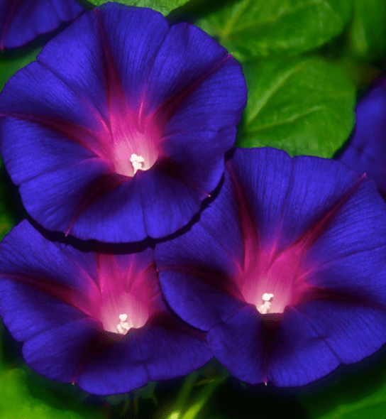 Screen Shot 2017-10-25 at 9.55.16 PM.png