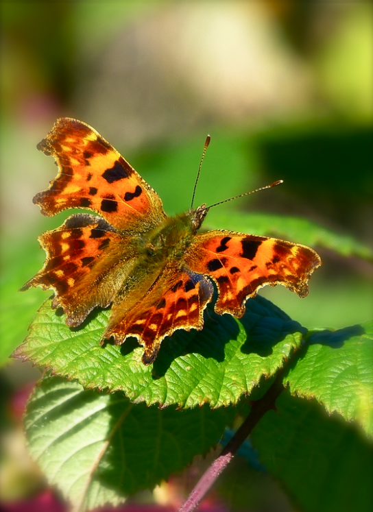 Screen Shot 2017-10-25 at 9.56.02 PM.png