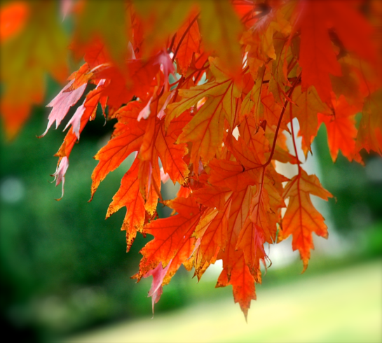 Screen Shot 2017-11-08 at 7.55.38 PM.png