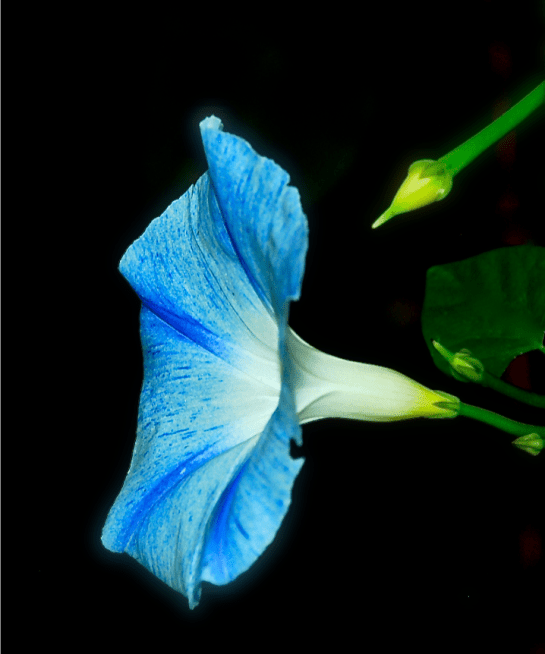 Screen Shot 2017-11-15 at 11.15.25 PM.png