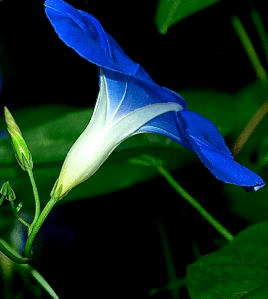 Screen Shot 2017-11-15 at 11.16.22 PM.png