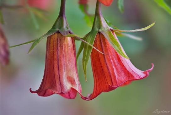 25593929_1606279122793414_8870048667096334154_n